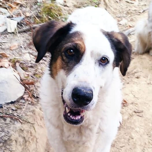 240163329 4310926482329506 573597330761122188 n