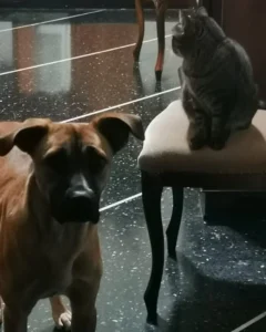 319823780 1110252582957845 2882243561698034326 n