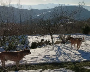 332263113 1203736943864732 709455805002563402 n