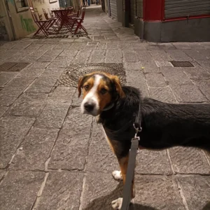 336663372 582795090536402 3149649227471678942 n