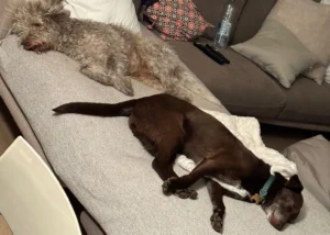 337121560 2190311817835998 6307745009950808827 n