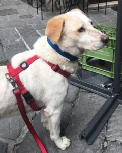 347378520 915396466240428 5752179881988390983 n