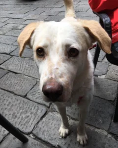 347397954 240836035205135 6422324441760506013 n