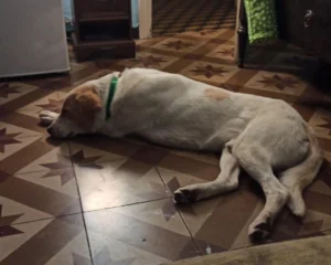 368255135 693263169511950 3945821173935674781 n