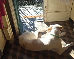 368260691 693263526178581 3181944993601129390 n