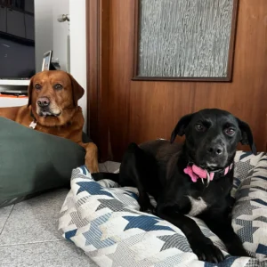 369660991 695213965983537 8062150246017627915 n