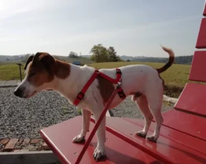 376565329 706057768232490 6270358295518572356 n