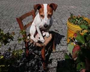 376723832 706057714899162 4439121093025264812 n