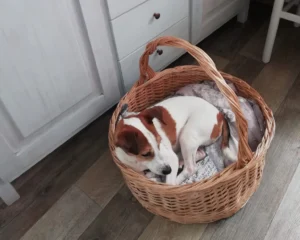 376723835 706057598232507 8541291264885565654 n