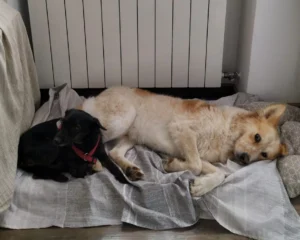 392751339 727617869409813 2829210796151753889 n