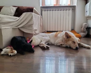 392879074 727618119409788 7417950301527201672 n