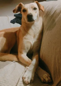 392883964 730006885837578 6169450256579405869 n