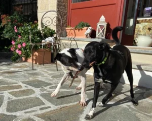 398587989 742043444633922 8296262482308545084 n