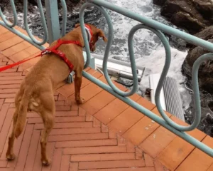 420173129 822782069893392 1721364514381426075 n