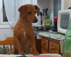 420262257 822781783226754 335819043095745092 n