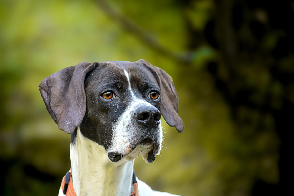 Berta - Foto di Lorenzo Sartori