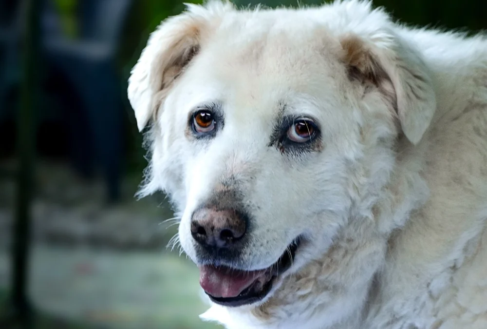 Fantasma - Foto di Lorenzo Sartori