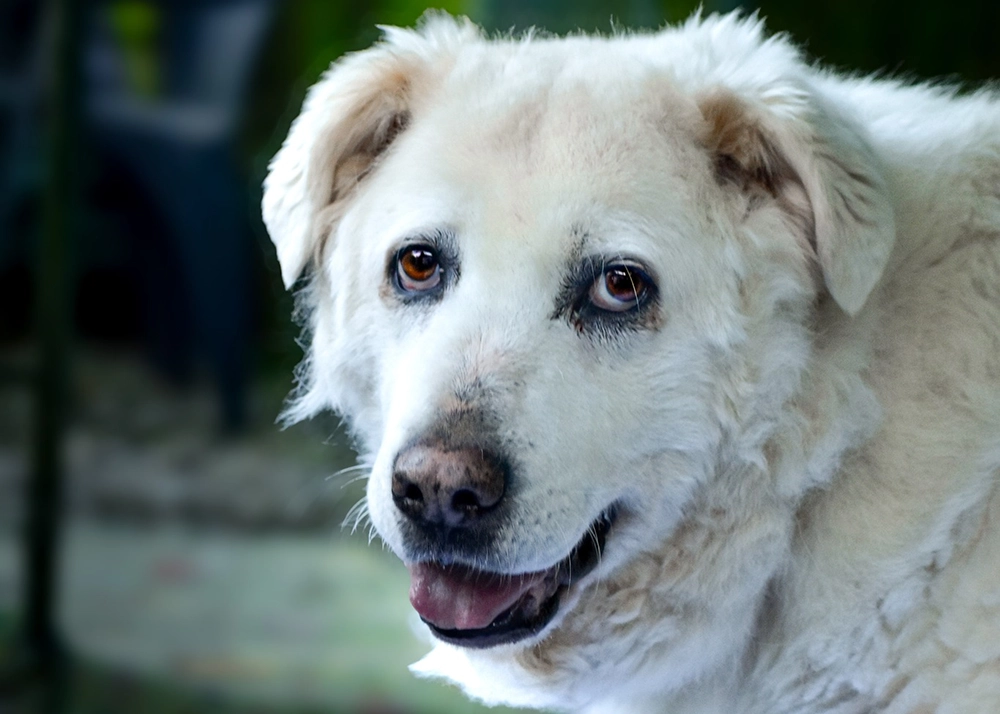Fantasma - Foto di Lorenzo Sartori