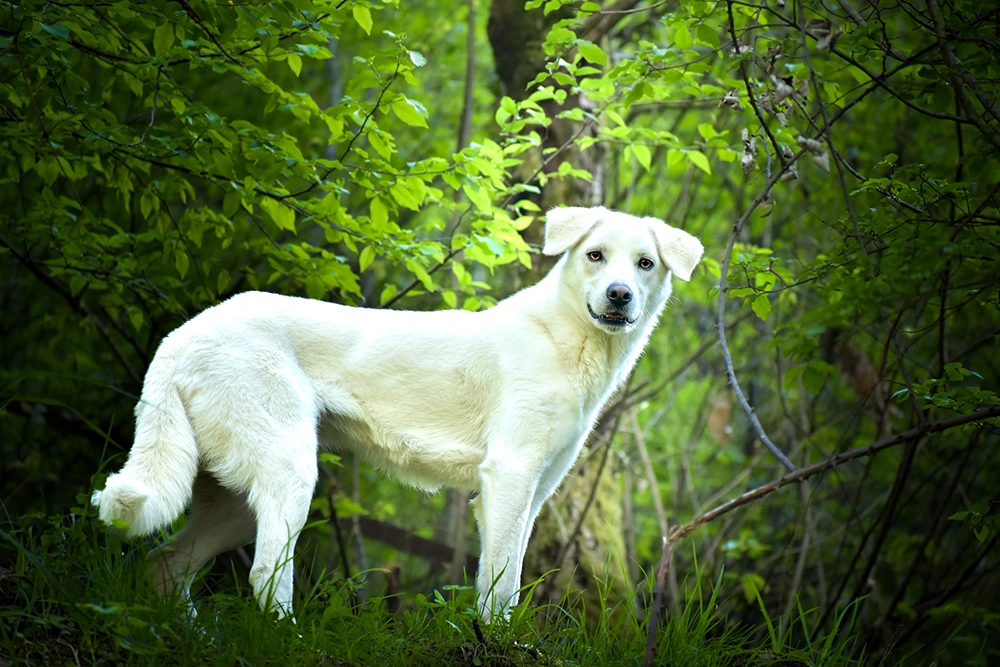Gunter - Foto di Lorenzo Sartori