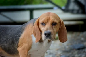 Set - Foto di Lorenzo Sartori