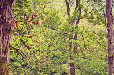 Sherwood2 Sherwood2
