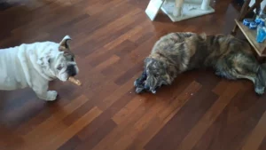 448885637 878298607675071 4748819165627934229 n