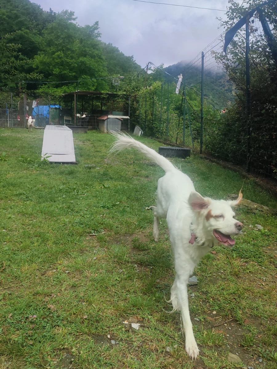 La pensione: I Robin Dogs 448893208 876385987866333 1046965278689423997 n