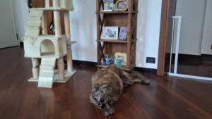 448924466 878298721008393 8343705038045779154 n