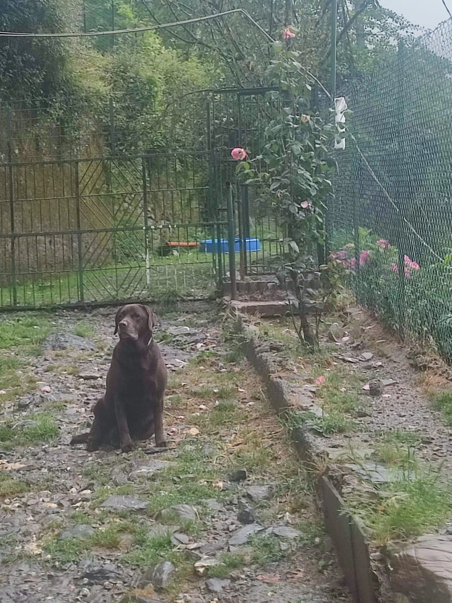 La pensione: I Robin Dogs 448928195 876386027866329 5460807830453723507 n