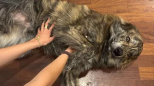 449025652 878298777675054 3464957341223240051 n