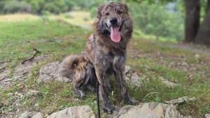 449081109 878298584341740 3422566283319666158 n