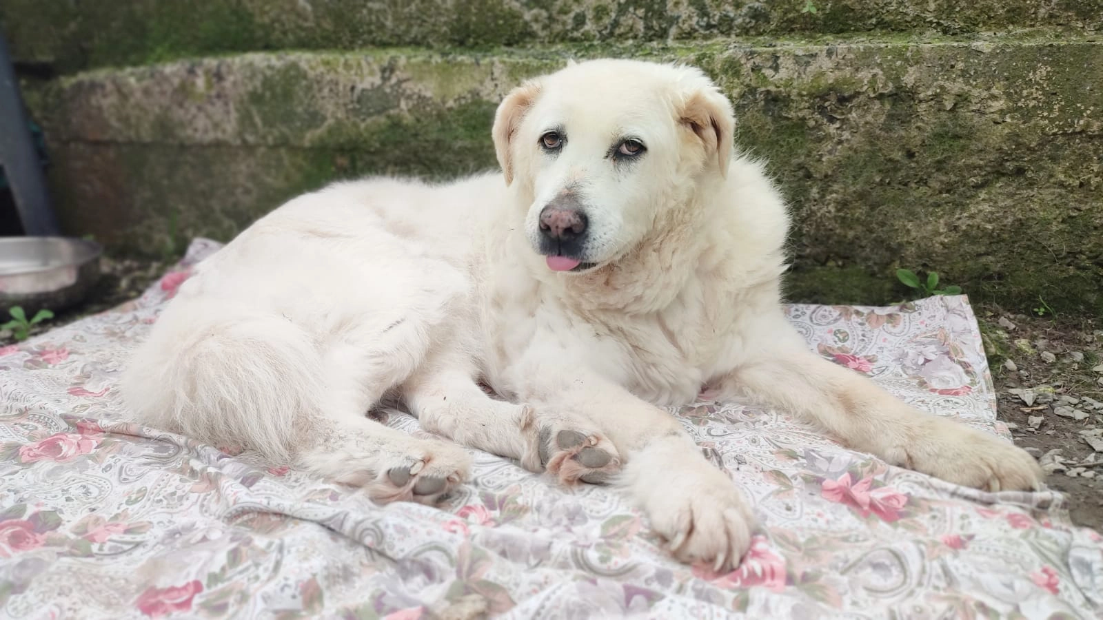 450127155 885679360270329 6450978619311802235 n