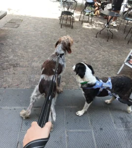 454857232 906622058176059 7332442549972400831 n