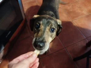 Bruna col biscottino