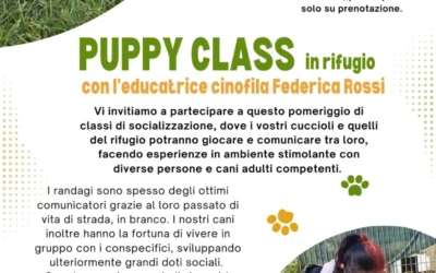 Puppy Class in rifugio