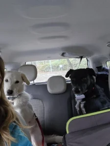 Grey in compagnia in macchina