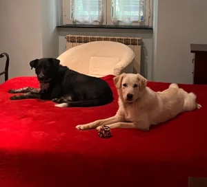 Grey sul letto in compagnia 2