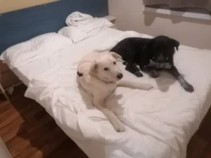 Grey sul letto in compagnia