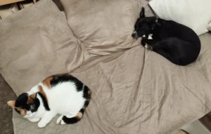 Mia sul divano con un gatto