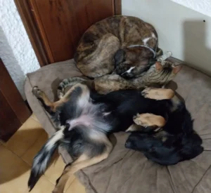 Nuovo branco di Vega