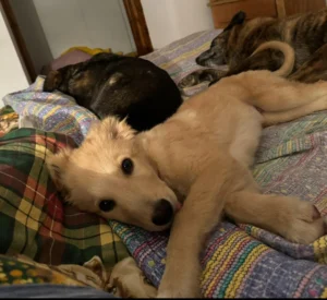 Romeo e branco sul letto