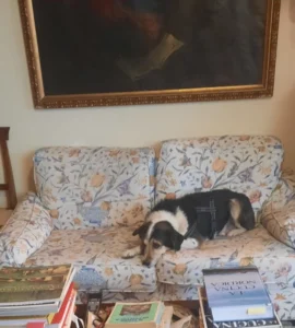 Tommy a riposo sul divano