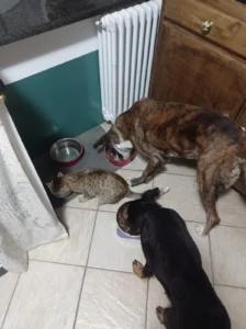 Vega e branco a cena