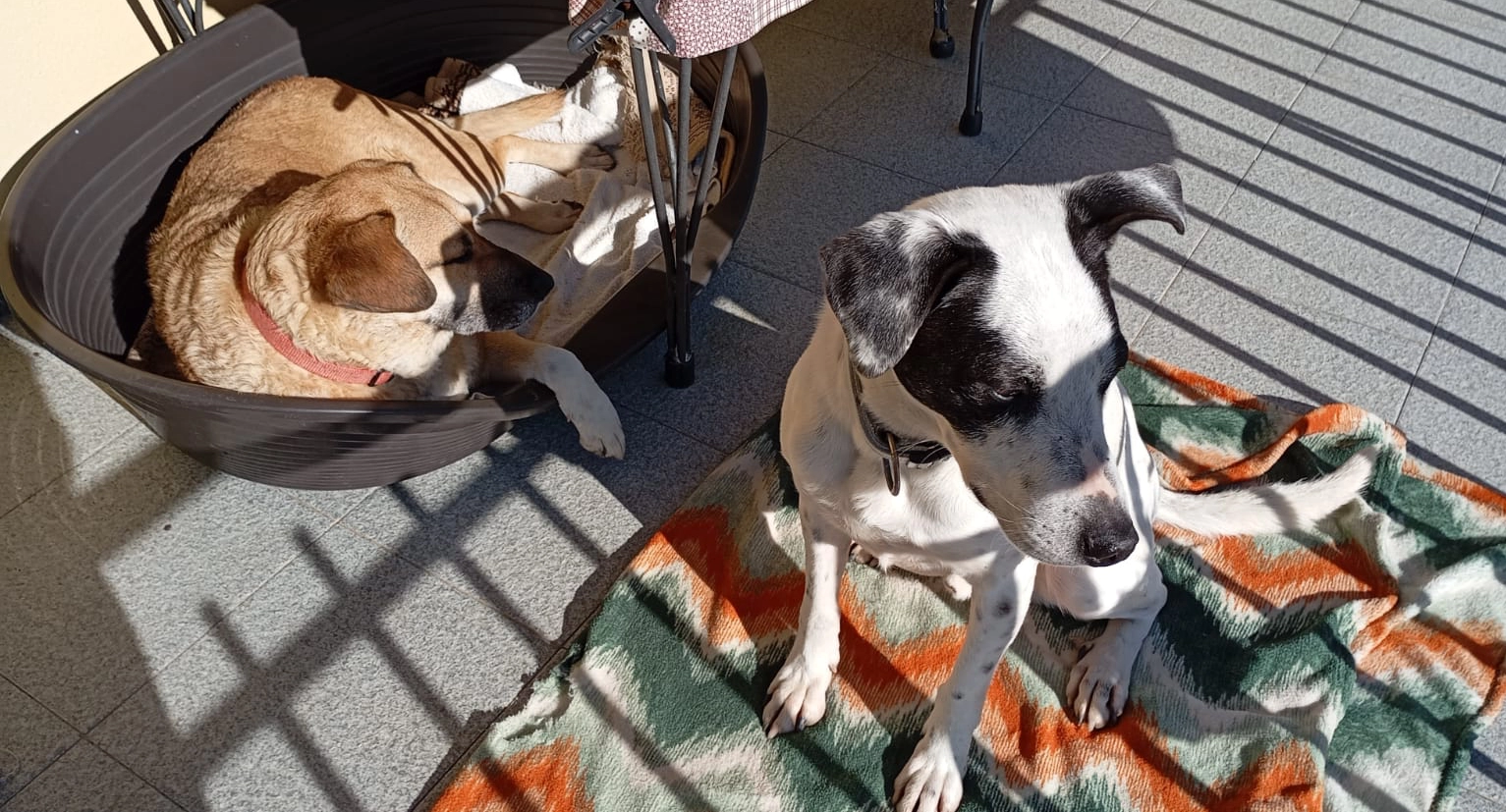 B.J e Pollon al sole