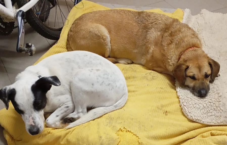 B.J e Pollon in cuccia