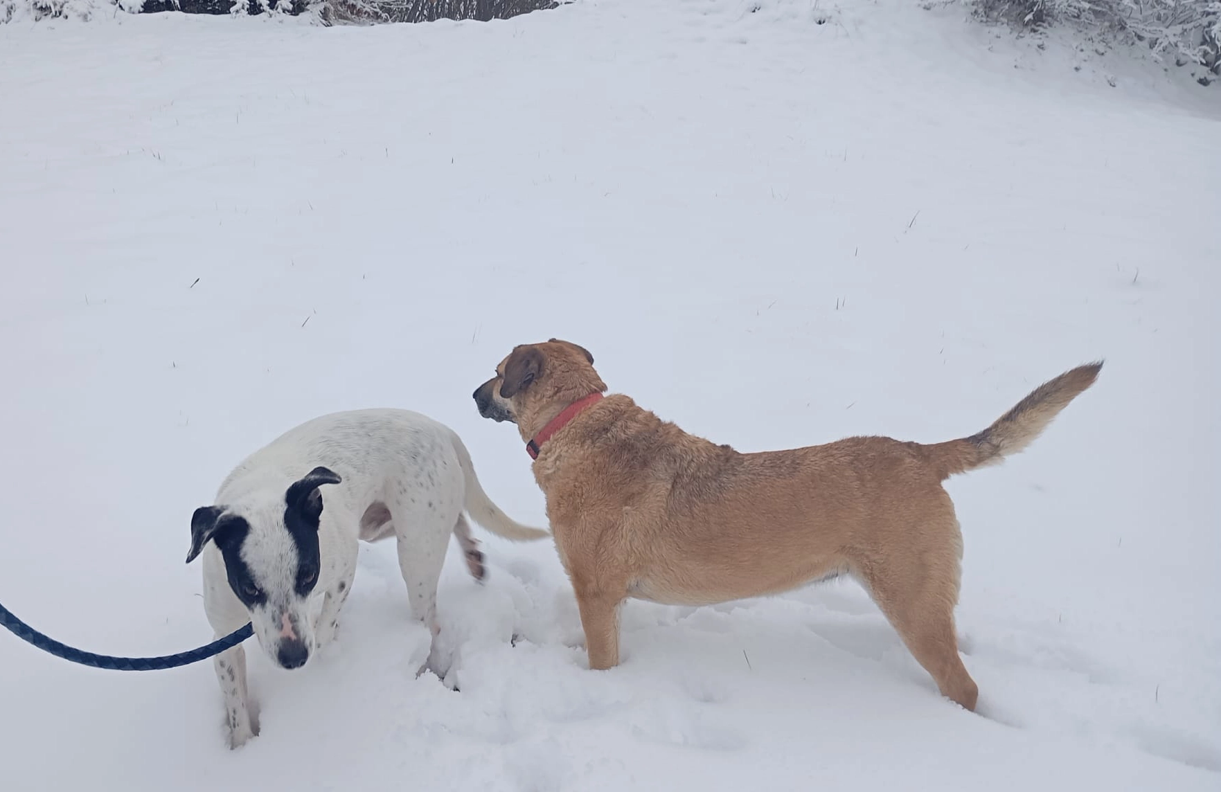 B.J e Pollon sulla neve