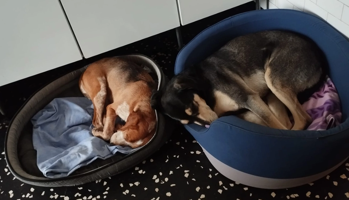 Cecile e Romeo in cuccia