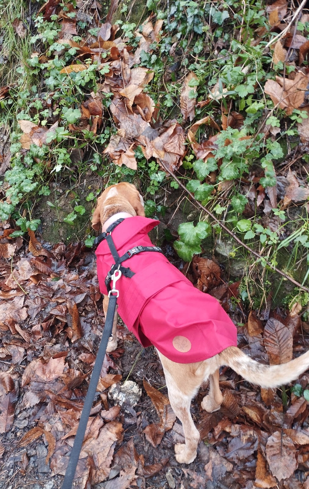 Cecile in passeggiata