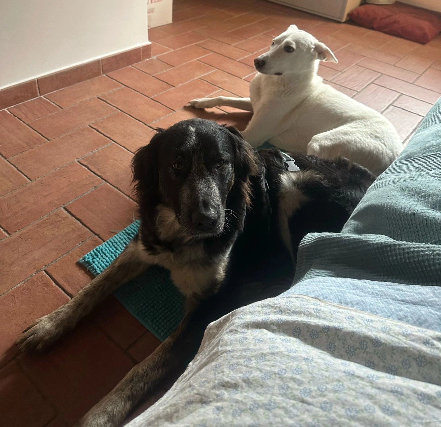 480061511 1058850106286586 3308165180558141538 n