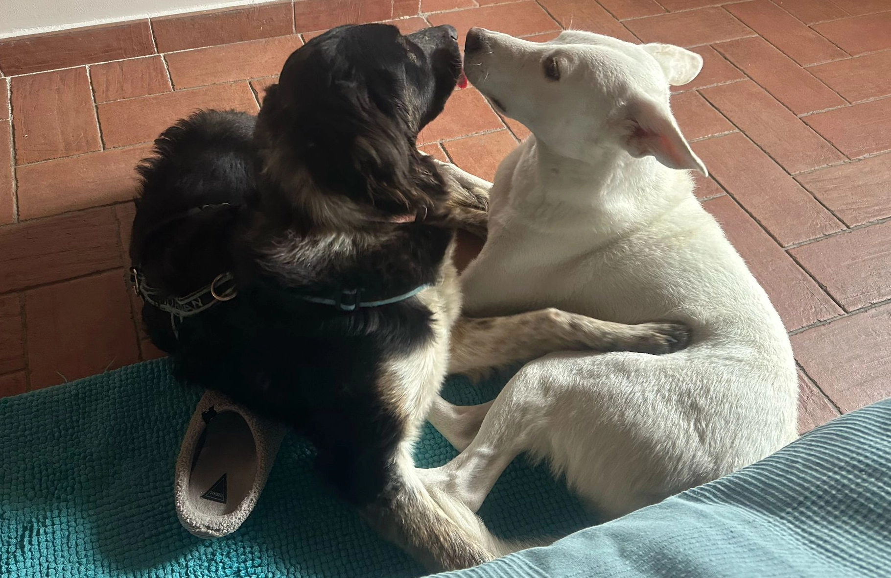 483633835 1058849262953337 1483758552593355887 n